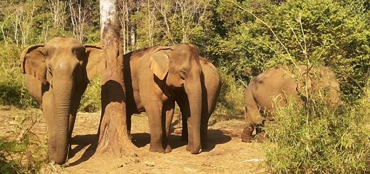 Angkor Temples, Mekong & Elephants 3