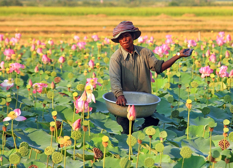 Lotus Flower Cambodia