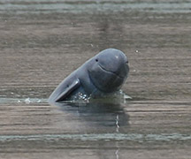 day 8 mekong dolphin