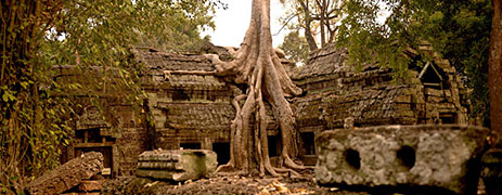 day 3.1 ta phrom temple angkor