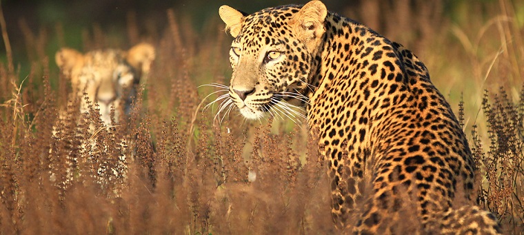 Leopards, Leaves & Lazy Days 2