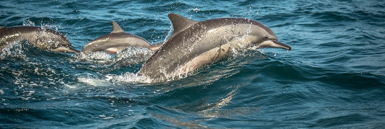 Sri Lanka Wildlife Highlights with Beach