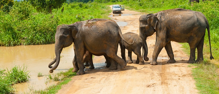 Sri Lanka Wildlife Highlights with Beach 1