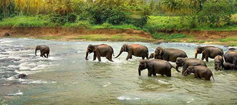 Sri Lanka Wildlife 1