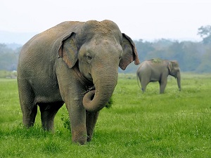 Elephant s