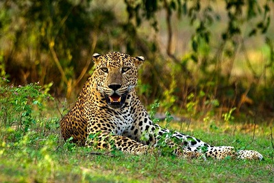 Leopard s