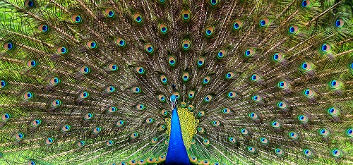 Peacock s s