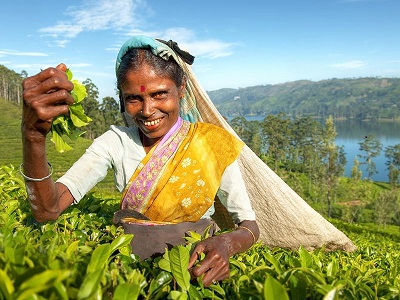 srilankan tea picker s