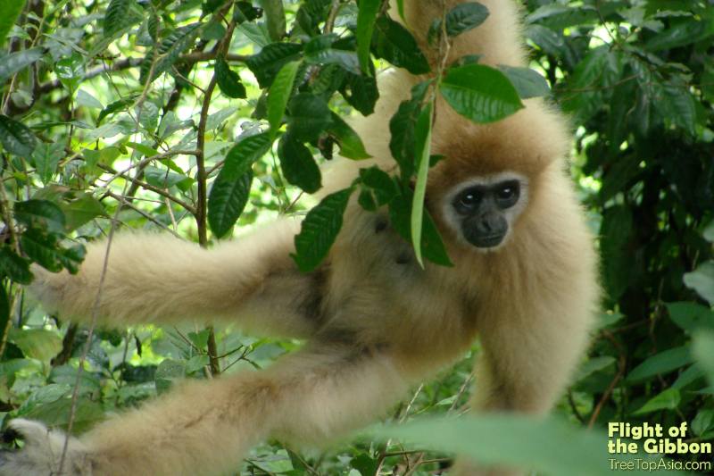 gibbon