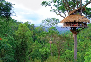 gibbon_experience-tree_house.jpg