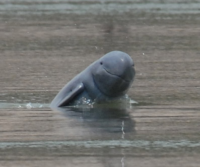mekong dolphin