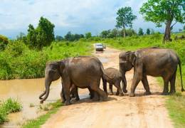 Sri Lanka Wildlife Highlights