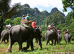 day 6 elephant hills 1