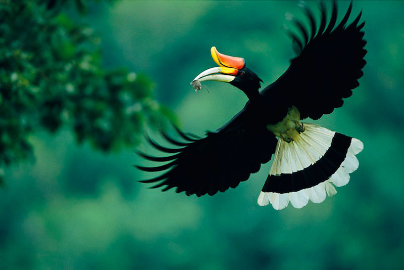 hornbill1