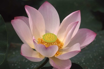 Pandaw Cambodia Lotus s