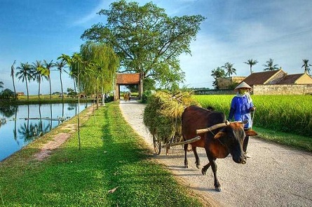 Vietnam Countryside s