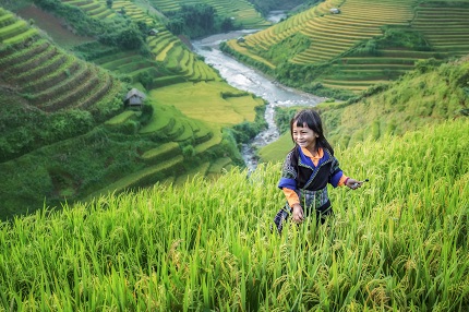 Rice terrace